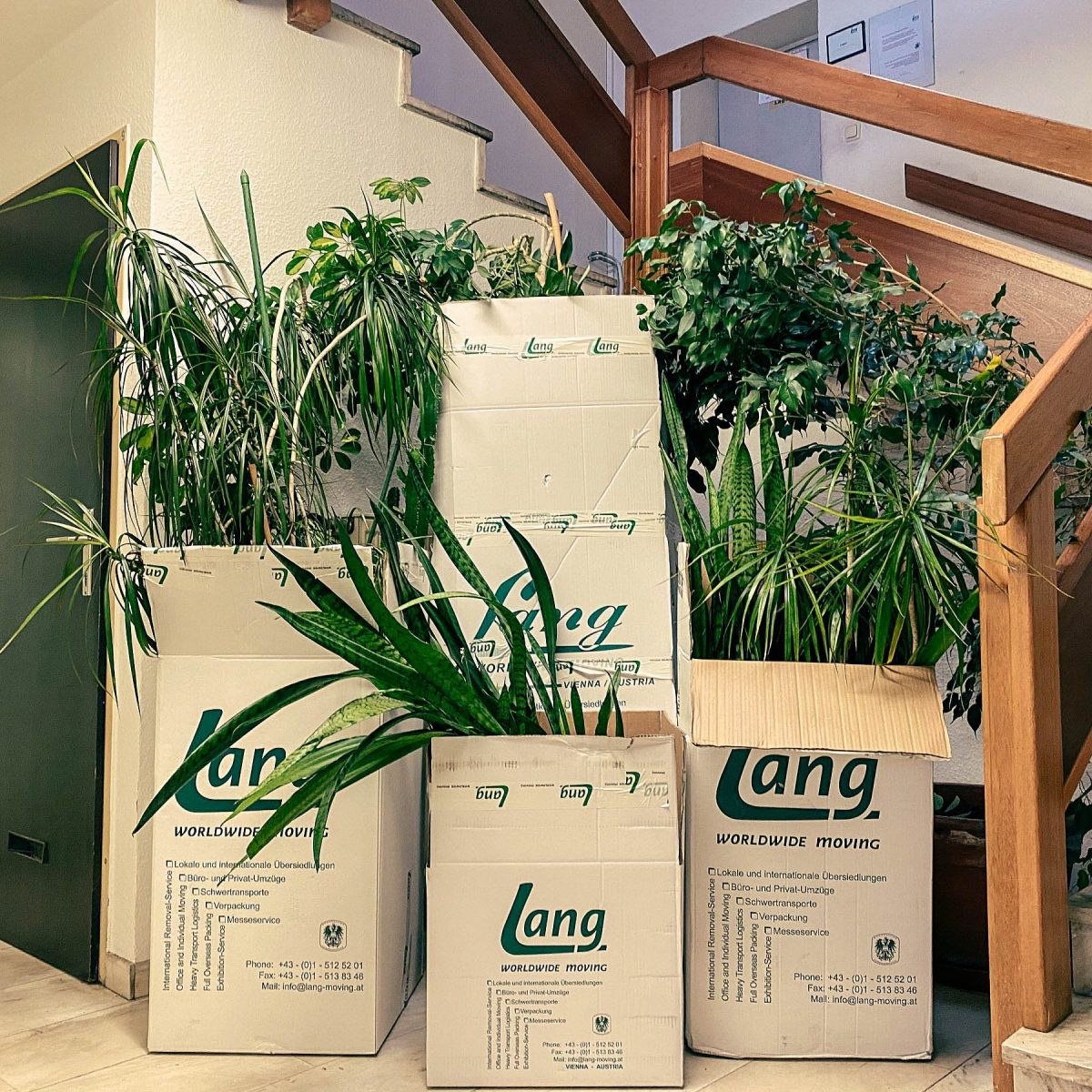 Don’t hang your head: This is how the move with plants works out